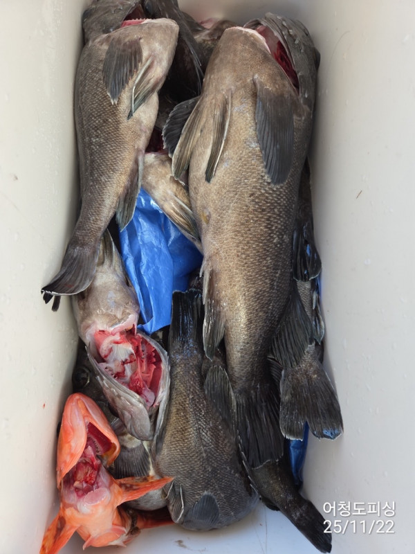 최강피싱 063.463.0800_사진_20251122_47.jpg