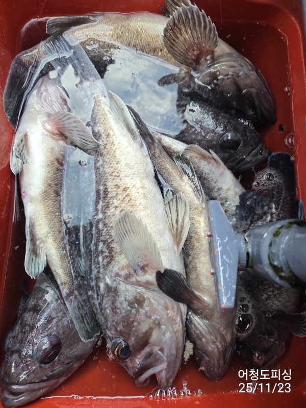 최강피싱 063.463.0800_사진_20251123_25.jpg