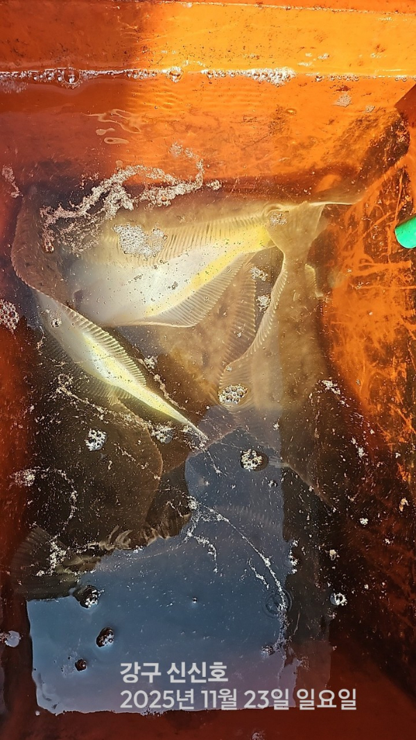 신신낚시 강구점 신신호_사진_20251123_10.jpg