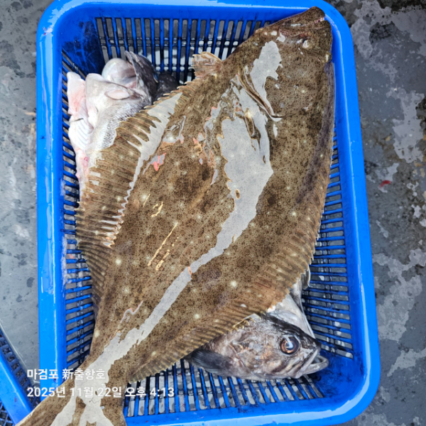 ꫛꫀꪝ✧‧˚ 태안 마검포 新출항호 .• _˚☀₊_사진_20251122_17.jpg