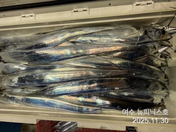 11월30일갈치 (16).jpg