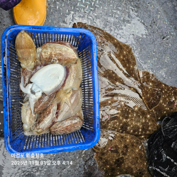 ꫛꫀꪝ✧‧˚ 태안 마검포 新출항호 .• _˚☀₊_사진_20251101_12.jpg