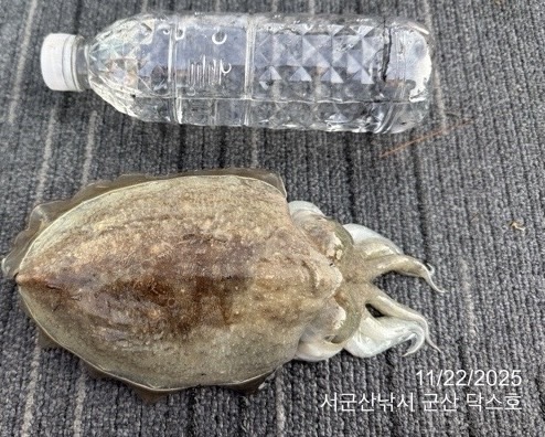 군산 선상낚시, 바다낚시 출조 전문 ☆서군산낚시☆_사진_20251122_4.jpg