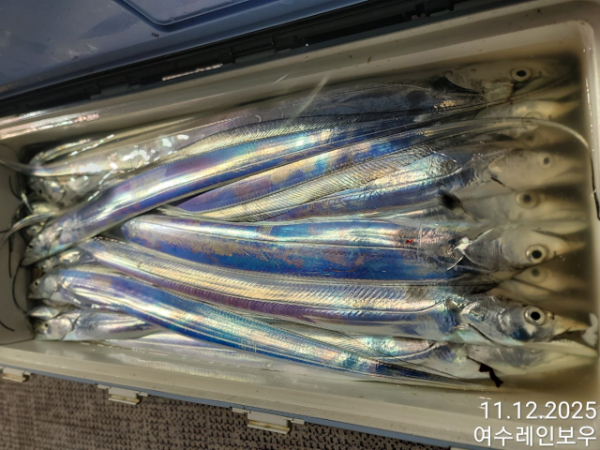 ♡여수레인보우♡갈치_열기_한치_갑오징어__사진_20251112_26.jpg