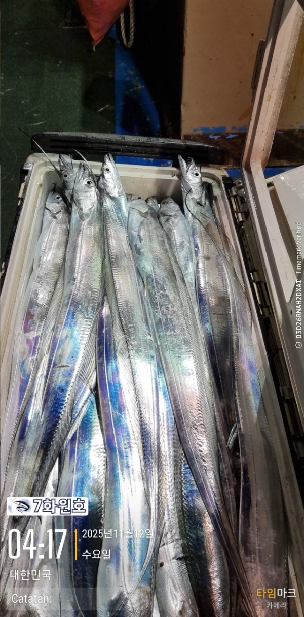 제주갈치낚시 화원호_사진_20251112_10.jpg