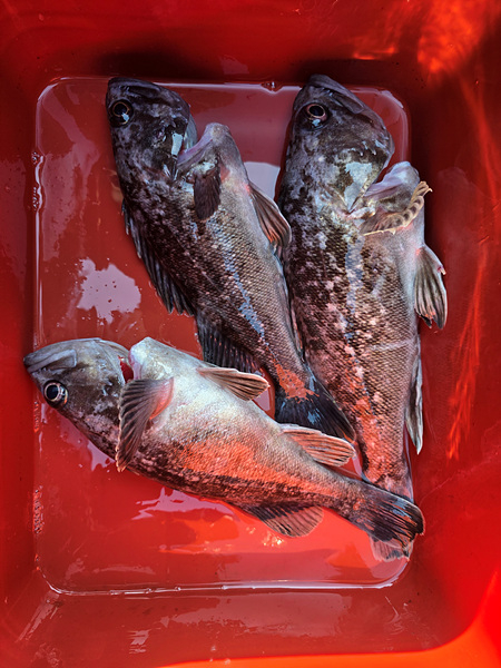 인천바다낚시 (9).jpg