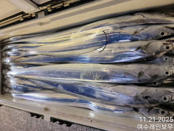 ♡여수레인보우♡갈치_열기_한치_갑오징어__사진_20251121_3.jpg