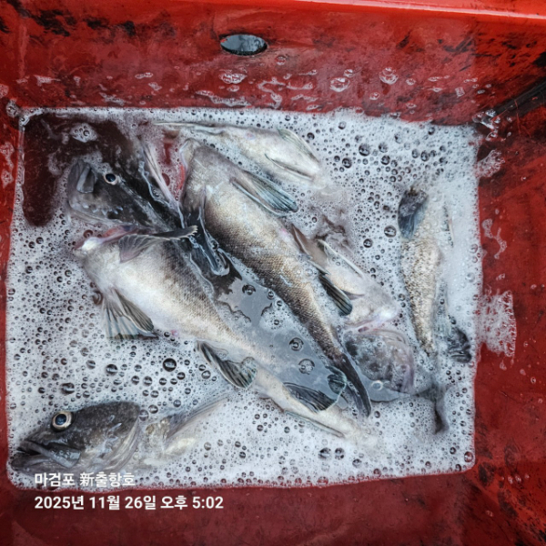 ꫛꫀꪝ✧‧˚ 태안 마검포 新출항호 .• _˚☀₊_사진_20251126_12.jpg