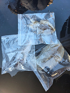 인천쭈꾸미낚시 (31).jpg