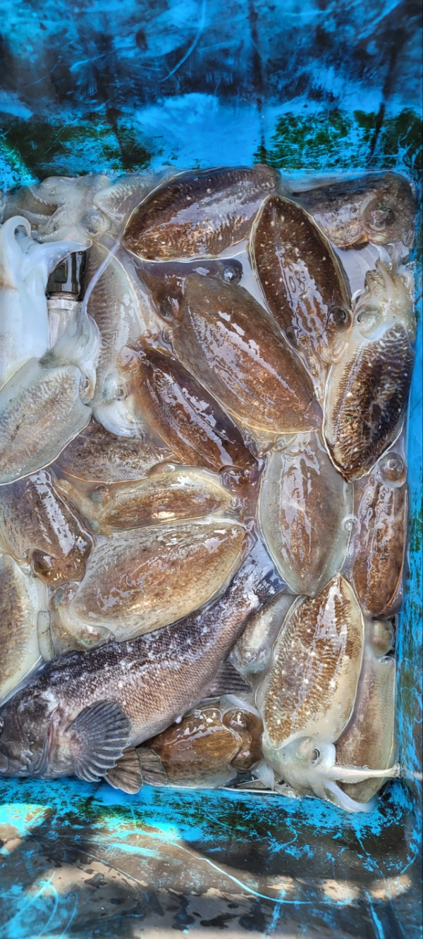 예지퀸호 농어외수질&어초낚시 경기인천권_사진_20251112_10.jpg