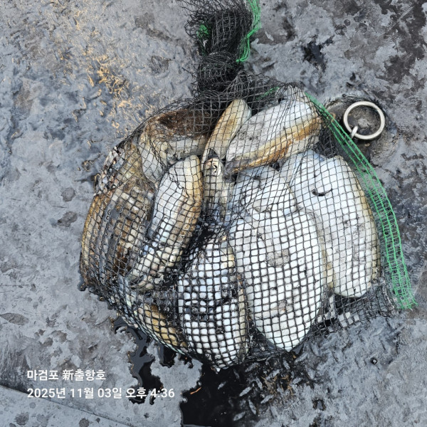 ꫛꫀꪝ✧‧˚ 태안 마검포 新출항호 .• _˚☀₊_사진_20251105_2.jpg