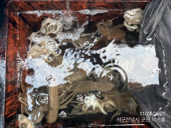 군산 선상낚시, 바다낚시 출조 전문 ☆서군산낚시☆_사진_20251124_16.jpg