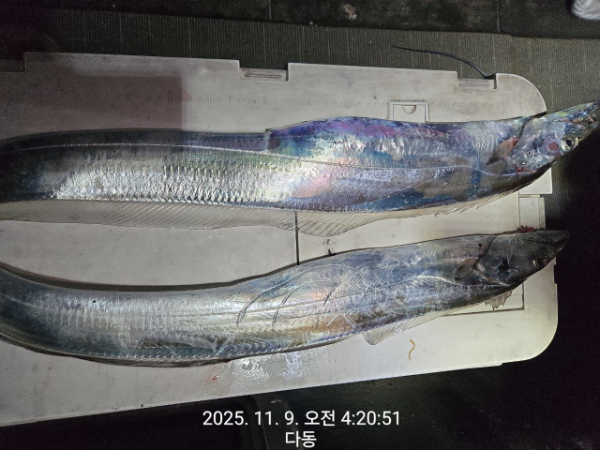 제주선상낚시피닉스호_사진_20251109_8.jpg