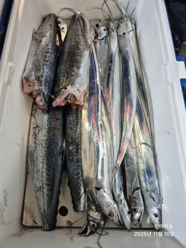 바다꾼낚시(신아라호)_사진_20251110_7.jpg