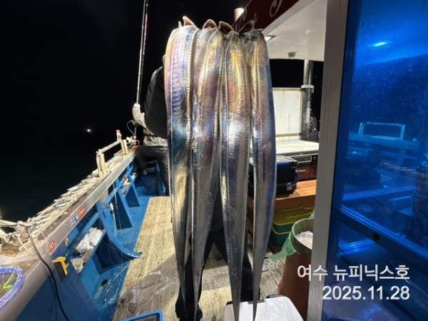 11월29일갈치 (5).jpg