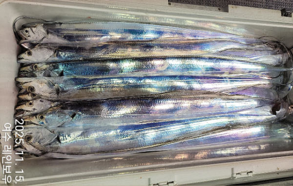 ♡여수레인보우♡갈치_열기_한치_갑오징어__사진_20251115_5.jpg
