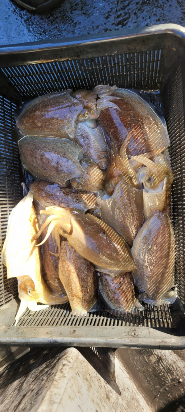 예지퀸호 농어외수질&어초낚시 경기인천권_사진_20251112_8.jpg