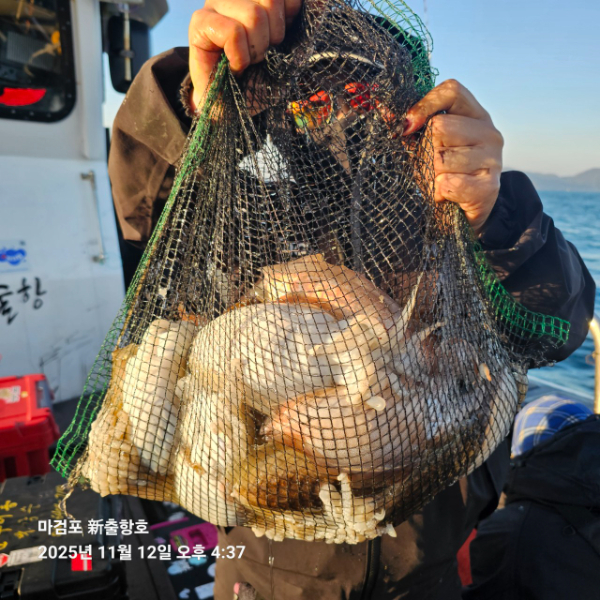 ꫛꫀꪝ✧‧˚ 태안 마검포 新출항호 .• _˚☀₊_사진_20251112_3.jpg