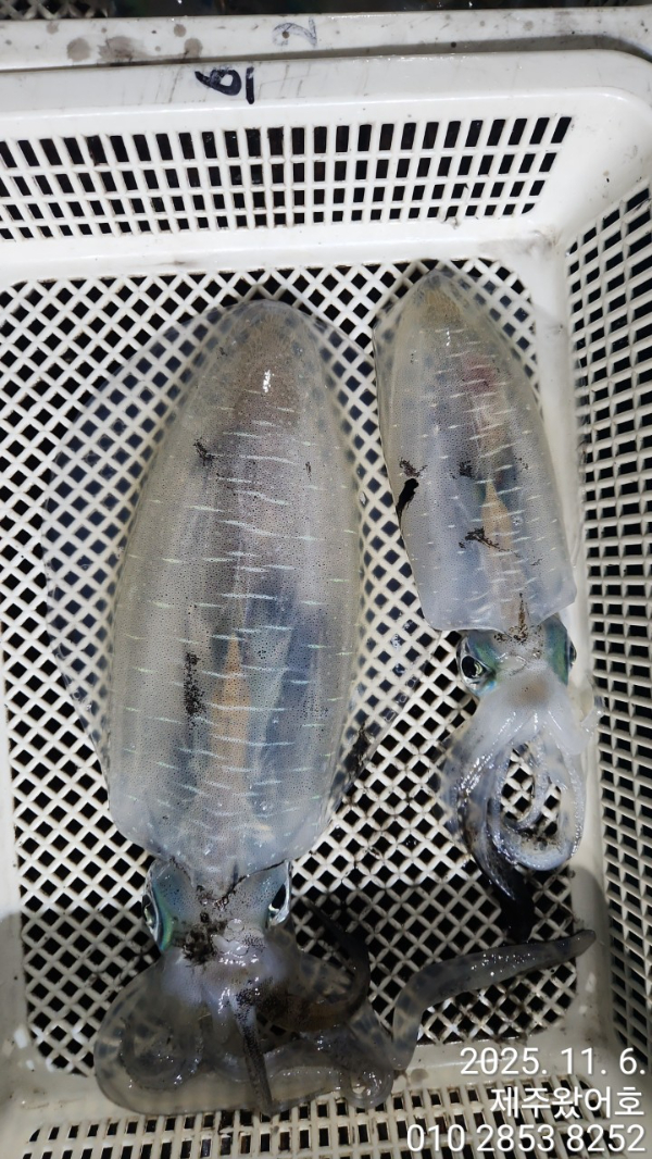 제주왔어호_사진_20251106_14.jpg