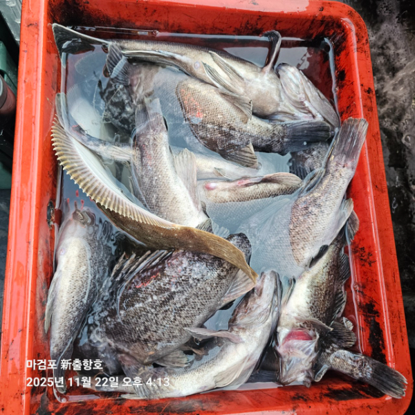 ꫛꫀꪝ✧‧˚ 태안 마검포 新출항호 .• _˚☀₊_사진_20251122_16.jpg