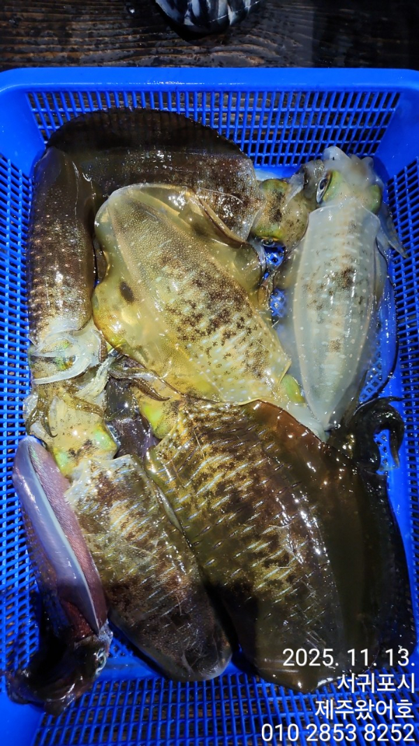 제주왔어호_사진_20251113_20.jpg