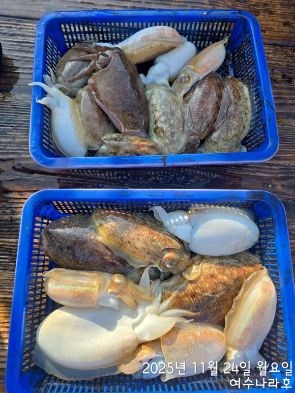 ♠여수나라호♠ 갈치 문어 참돔(타이라바), 쭈꾸미 갑오징어 선상낚시 생활낚시_사진_20251125_2.jpg