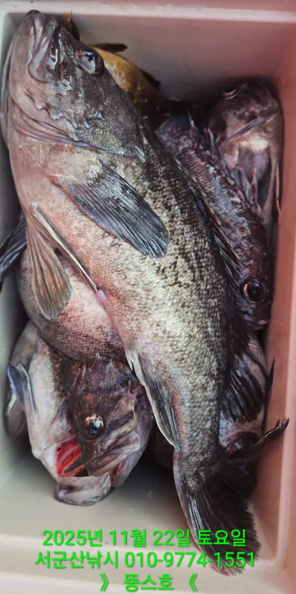 군산 선상낚시, 바다낚시 출조 전문 ☆서군산낚시☆_사진_20251122_15.jpg