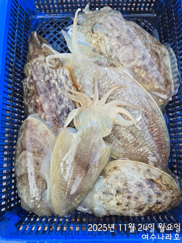 ♠여수나라호♠ 갈치 문어 참돔(타이라바), 쭈꾸미 갑오징어 선상낚시 생활낚시_사진_20251125_10.jpg
