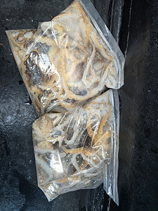 인천쭈꾸미낚시 (8).jpg