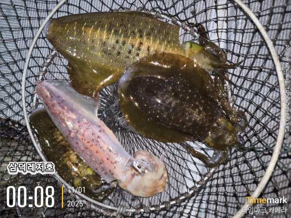 2025-11-01 00.08.16_.jpg