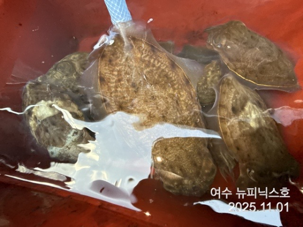 11월1일갑오징어조황 (14).jpg