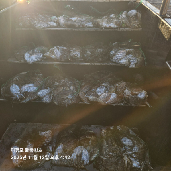 ꫛꫀꪝ✧‧˚ 태안 마검포 新출항호 .• _˚☀₊_사진_20251112_4.jpg