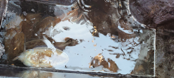 예지퀸호 농어외수질&어초낚시 경기인천권_사진_20251029_6.jpg