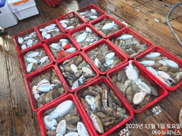 11월1일갑오징어조황 (44).jpg