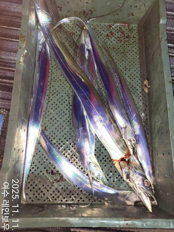 ♡여수레인보우♡갈치_열기_한치_갑오징어__사진_20251112_12.jpg