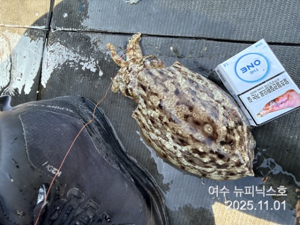 11월1일갑오징어조황 (10).jpg