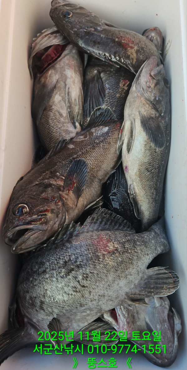 군산 선상낚시, 바다낚시 출조 전문 ☆서군산낚시☆_사진_20251122_20.jpg