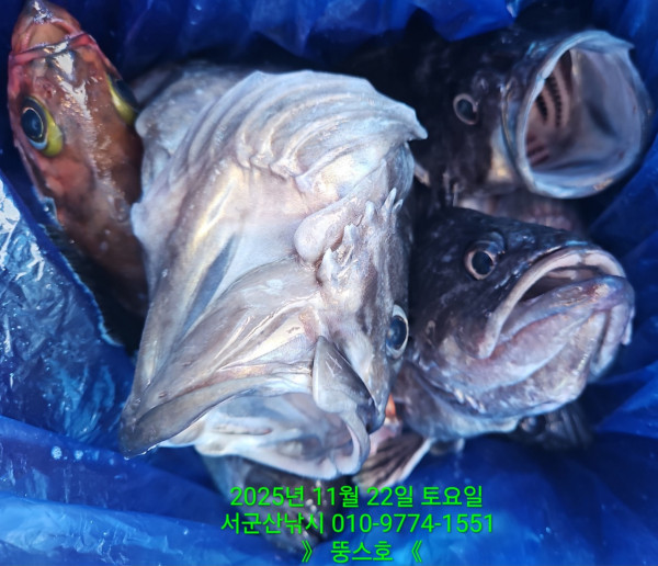 군산 선상낚시, 바다낚시 출조 전문 ☆서군산낚시☆_사진_20251122_18.jpg