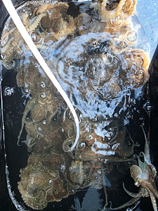 인천쭈꾸미낚시 (1).jpg