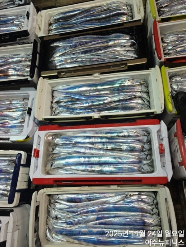 24일초대박갈치 (4).jpg