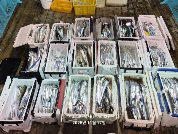 바다꾼낚시(신아라호)_사진_20251117_6.jpg