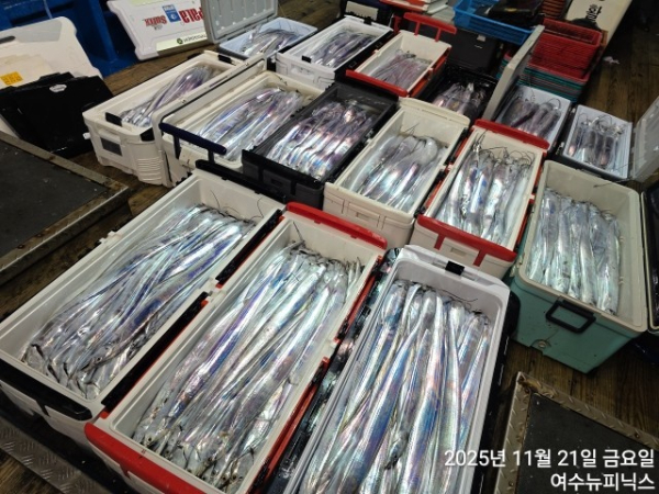 11월21일왕갈치 (36).jpg