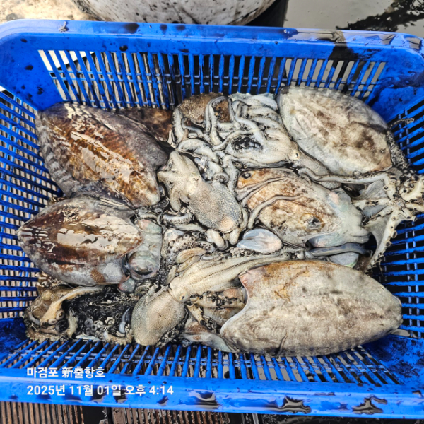 ꫛꫀꪝ✧‧˚ 태안 마검포 新출항호 .• _˚☀₊_사진_20251101_15.jpg