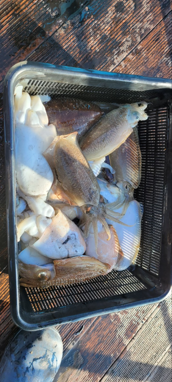 예지퀸호 농어외수질&어초낚시 경기인천권_사진_20251113_7.jpg