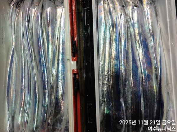 11월21일왕갈치 (8).jpg