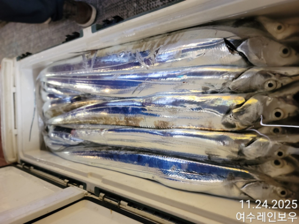 ♡여수레인보우♡갈치_열기_한치_갑오징어__사진_20251124_18.jpg