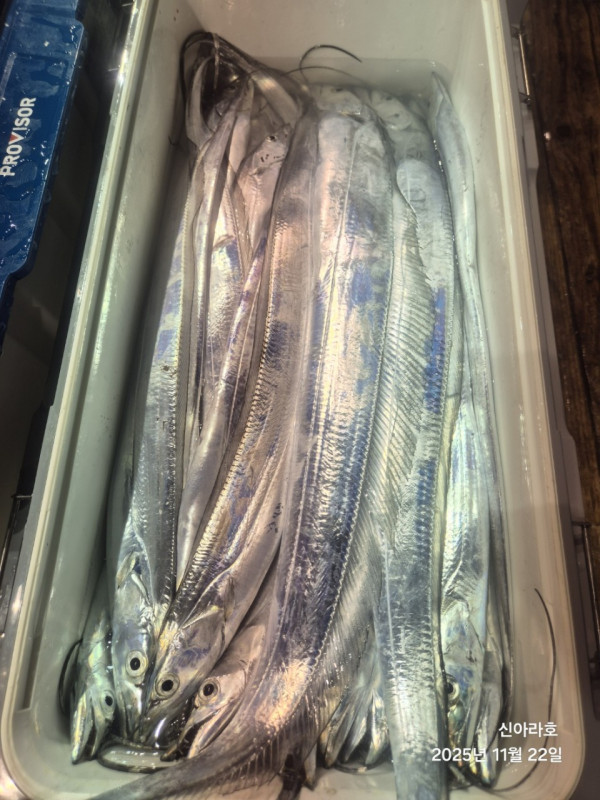 바다꾼낚시(신아라호)_사진_20251122_18.jpg