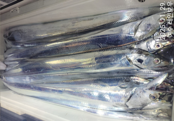 ♡여수레인보우♡갈치_열기_한치_갑오징어__사진_20251129_10.jpg