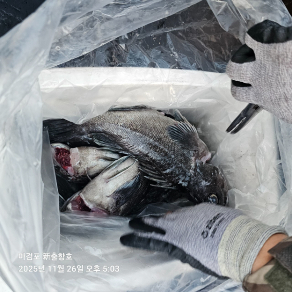 ꫛꫀꪝ✧‧˚ 태안 마검포 新출항호 .• _˚☀₊_사진_20251126_15.jpg