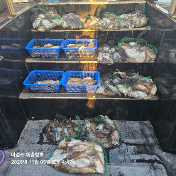 ꫛꫀꪝ✧‧˚ 태안 마검포 新출항호 .• _˚☀₊_사진_20251105_2.jpg